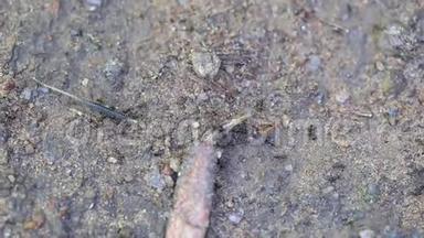 黑蚁(Pheidoljetondriersus)移动食物